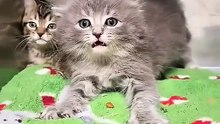 I love how kittens try so hard to be scary!