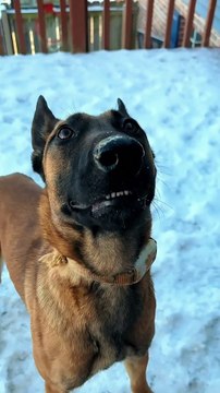 🤣🤣#funny #pet #animals #funnyanimals #fyp #foryou #dog #dogsoftiktok #funnyvideos #dogtok #doglovers