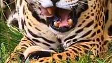 The Majesty of Tigers in the Wild
