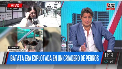 🚨 INDIGNANTE: LA JUSTICIA ORDENÓ DEVOLVER A UN CRIADERO A UNA PERRA RESCATADA HACE TRES AÑOS