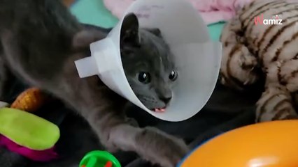 Ils trouvent un chaton errant blessé et décident de l'aider : l'animal les remercie avec la plus belle transformation