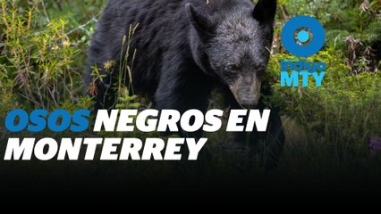 Las otras problemáticas del oso negro en la Zona Metropolitana de Monterrey | Reporte Indigo