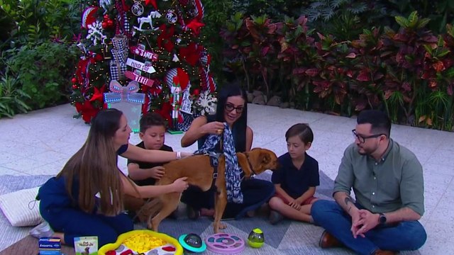 bd-como-ayudar-a-su-mascota-a-enfrentar-el-estres-por-pirotecnia-171224