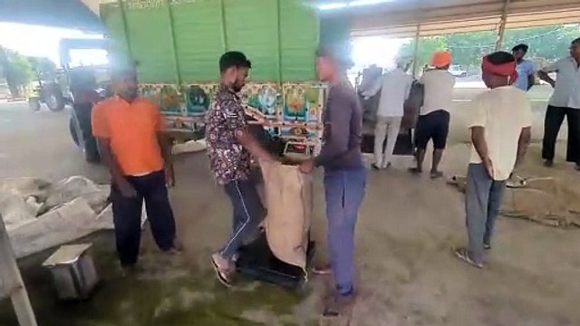 समर्थन मूल्य पर मूंग बेचान करने वाले किसानों को भुगतान का आंकड़ा ढाई सौ करोड़ पार