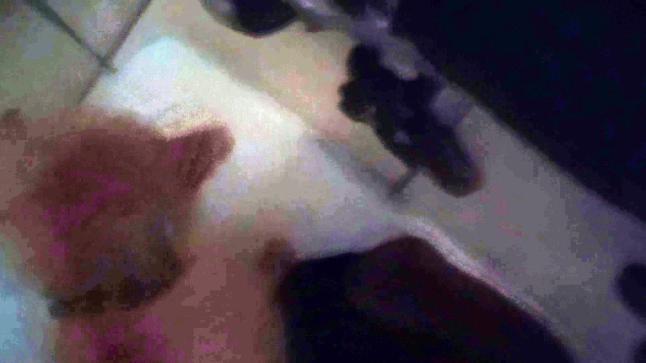 Kiko - just missed his deep cough, Vet said it's heart murmur liquid in lungs gave us Lasiks 4 Kiko VID_20241212_092538286