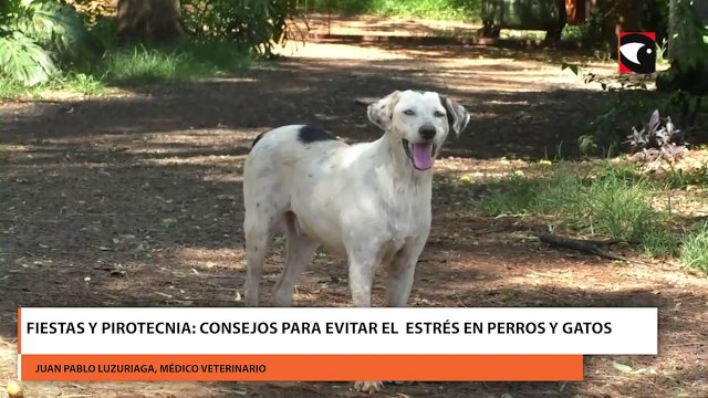 FIESTAS Y PIROTECNIA: CONSEJOS PARA EVITAR EL ESTRÉS EN PERROS Y GATOS