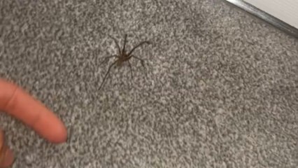 Woman tries to escape a spider that won't leave her alone