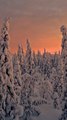 SURVOL d’une forêt enneigée