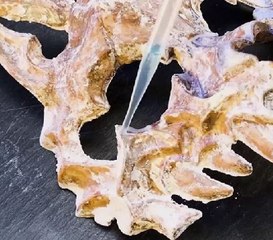 Echoes of the past! Transforming fossils into handmade art!