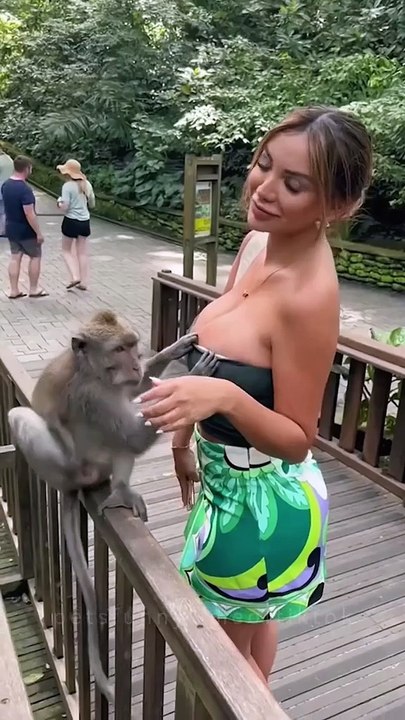 monkey #monkey#monkeydluffy#fyp#foryou#funnyvideo#funnyanimals#pet