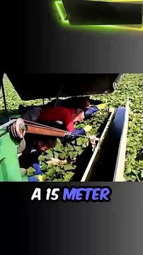 Cucumber Harvester: Automated Speed & Precision / #machine #tools #fyp #shorts #trend #technology