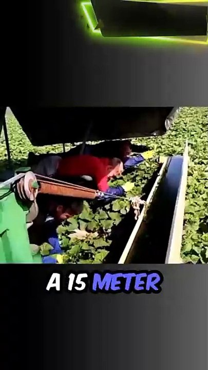 Cucumber Harvester: Automated Speed & Precision / #machine #tools #fyp #shorts #trend #technology