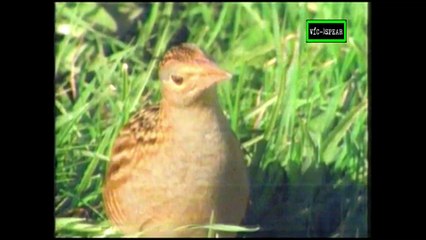 Sobrevivientes: El ultimo llamado del cuervo maicero - Documental (1990) - Español Latino