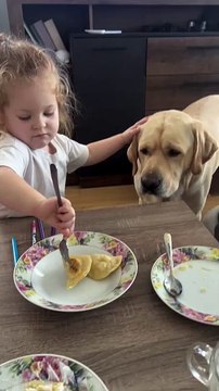 A little girl feeding her dog with a fork—such a sweet and caring moment! •••#cutegirl #feedingdog #adorable #puppylove #cuteactions #dogcare #lovingmoments #innocence #heartwarming #sweetmoments