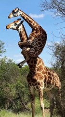 Proof that giraffes can multitask better than humans   #AnimalsOfTikTok #WildLifeComedy