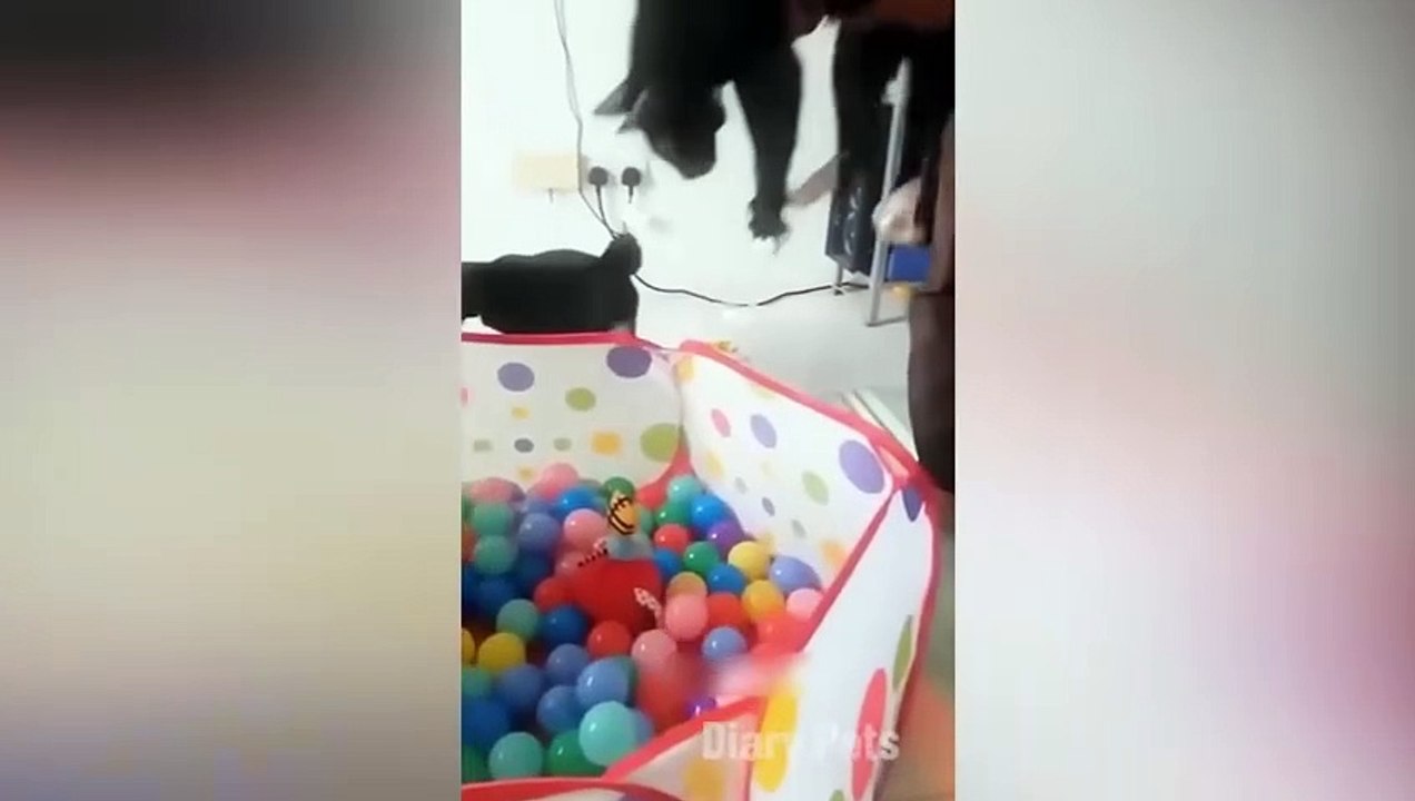 Funniest Animals 2024 🤣😅 New Funny Cats and Dogs Videos 😸🐶 Part