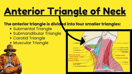 Anatomy of the Anterior Triangle of the Neck and Its Subdivisions | Detailed Overview