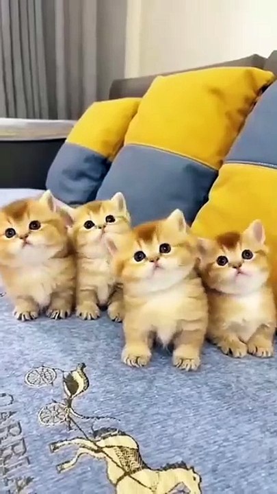 🐱 funny cats playing woww