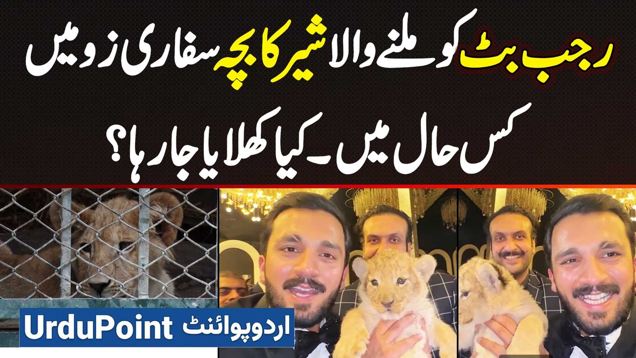 Rajab Butt Ko Milne Wala Lion Baby Safari Zoo Mein - Kis Haal Mein - Kiya Khilaya Ja Raha? | Rajab Butt Lion Cub Case