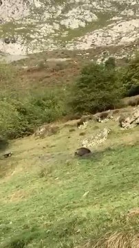 Un jabalí de 140 kilos con una boca extraordinaria embiste a los perros de cazadores: “Mira que los ataca, voy a bajar allá”