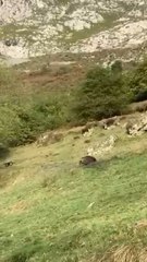 Un jabalí de 140 kilos con una boca extraordinaria embiste a los perros de cazadores: “Mira que los ataca, voy a bajar allá”