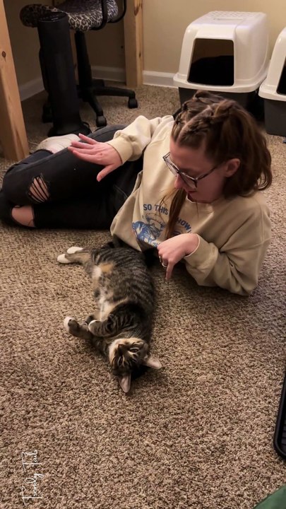 Cat Pose