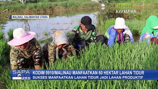Kodim 0910/Malinau Manfaatkan 60 Hektar Lahan Tidur, Masyarakat Dapat Dampak Positif