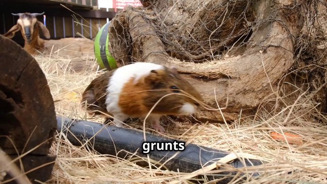 Are Guinea Pigs Really Pigs ? - Plus, Why They Make Great Pets !