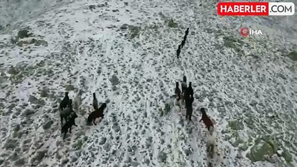 Yılkı Atları Kar Altında Yiyecek Arıyor!