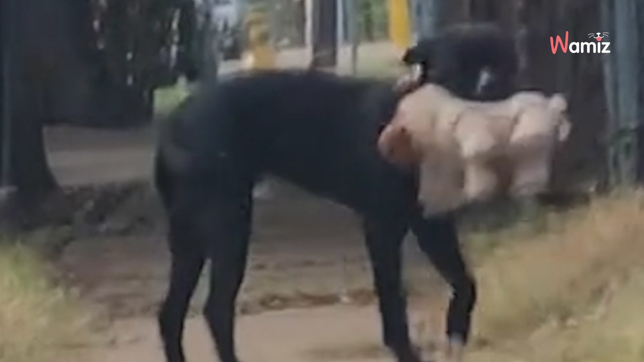 Elle découvre un chien errant : ce qu'il garde comme un trésor fait couler les larmes de 619K personnes (vidéo)