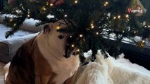 « Il est en train d’attendre le Père Noël » : depuis son installation, ce Bouledogue anglais ne lâche pas le sapin