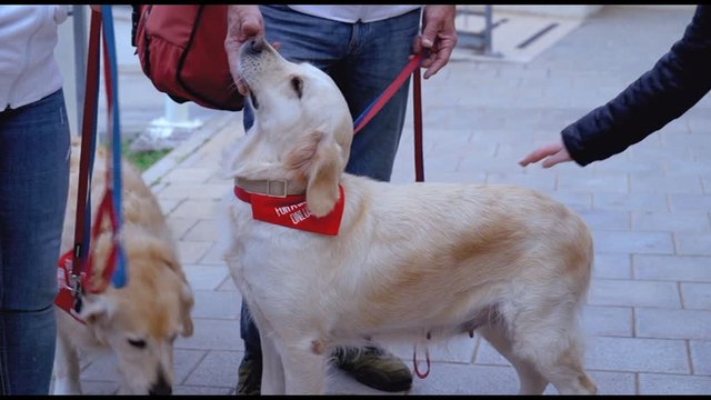 Una campagna per donare Dog Pet Therapy negli ospedali pediatrici