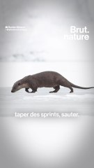 Elle revient en France : sur les traces de la loutre d’Europe