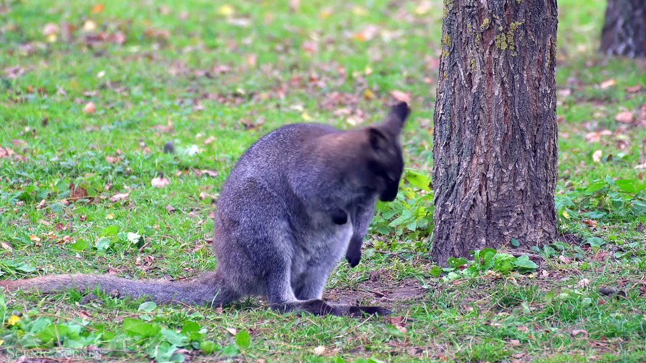 Australia In 4K - Discover The World's Famous Natural Wonders And Wide Open Spaces ｜ Relaxation Film