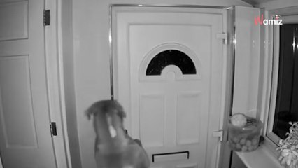Elle se réveille le matin et sa porte d'entrée est grande ouverte : le voleur lui coupe le sifflet (vidéo)