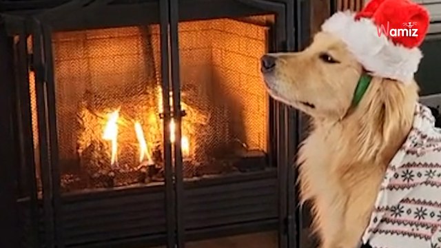 La séance photo de Noël n'est pas au goût de tout le monde : 132K personnes explosent de rire (vidéo)