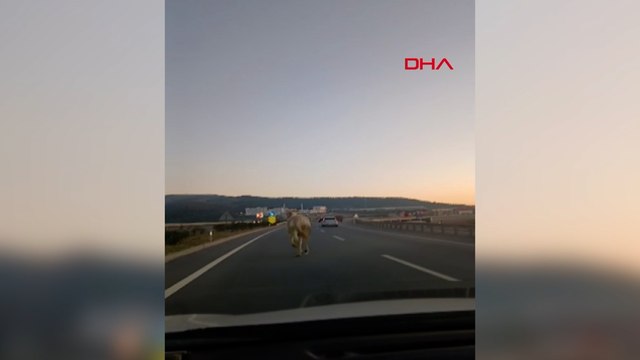 Başıboş at, sürücülere zor anlar yaşattı
