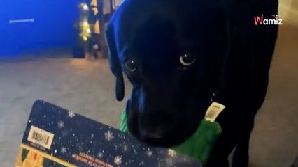Un Labrador trouve son cadeau de Noël : il utilise les grands moyens pour faire craquer son humaine