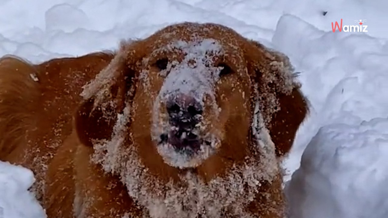 Un Golden Retriever joue dans la neige : son bonheur communicatif va vous donner le sourire