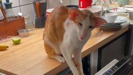 L’elfe Dobby, un air d’Adam Driver …sur TikTok, ce chat fascine les internautes