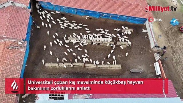 Üniversiteli çoban 35 koyun sayısını 450'ye yükseltti! 'Alışan insan bırakamaz'