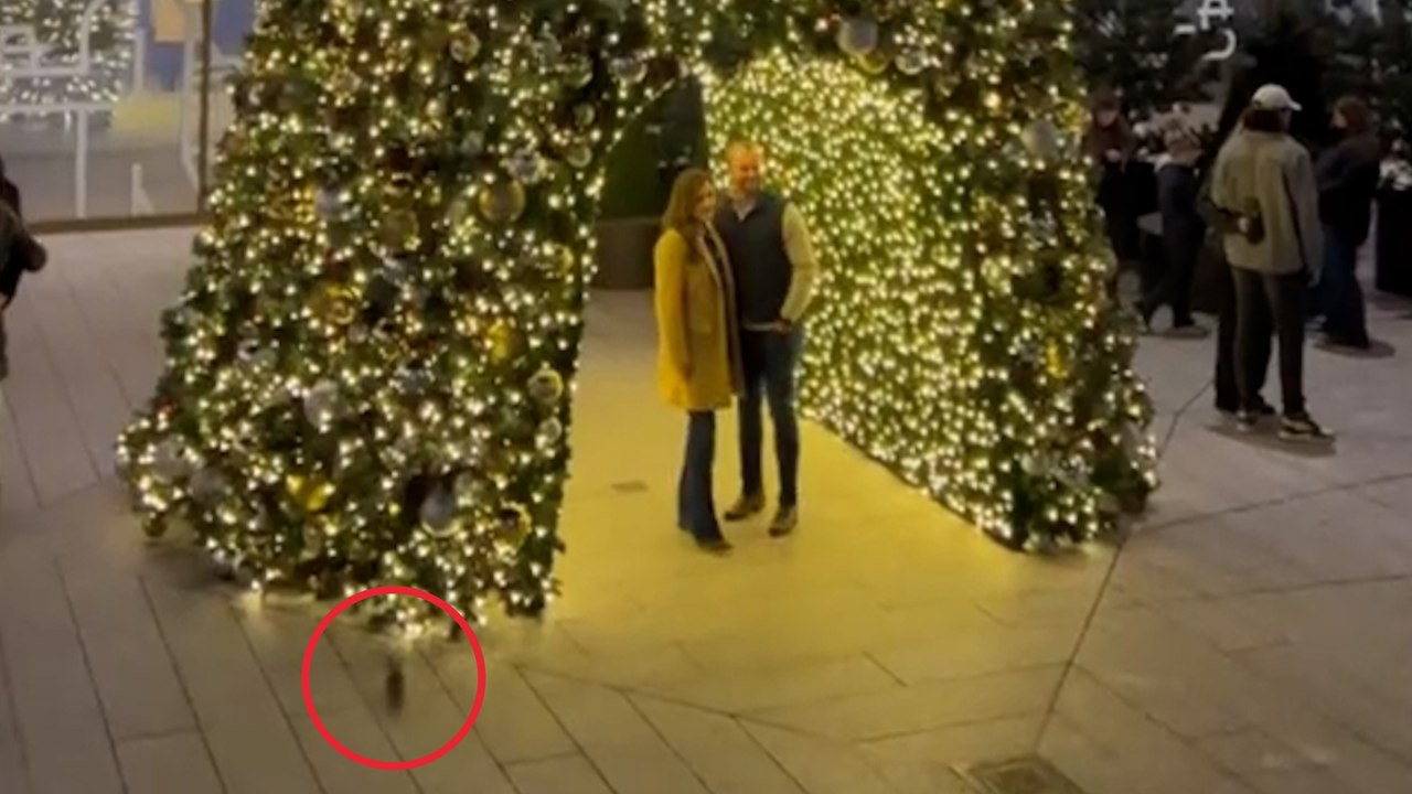 Romantischer Heiratsantrag eines Paares durch eine huschende Ratte ruiniert