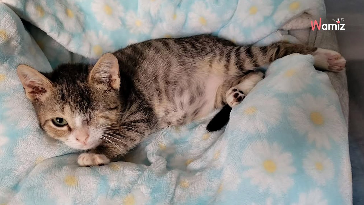 Personne ne veut adopter ce chaton au refuge : elle prend LA décision pour changer sa vie (vidéo)