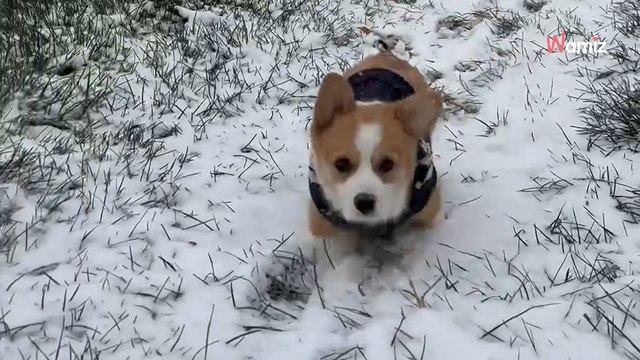 Un chiot Corgy découvre la neige : son bonheur communicatif fait rire 50k internautes