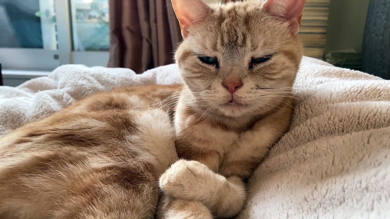 A Cute Cat Lying on a Fleece Cloth