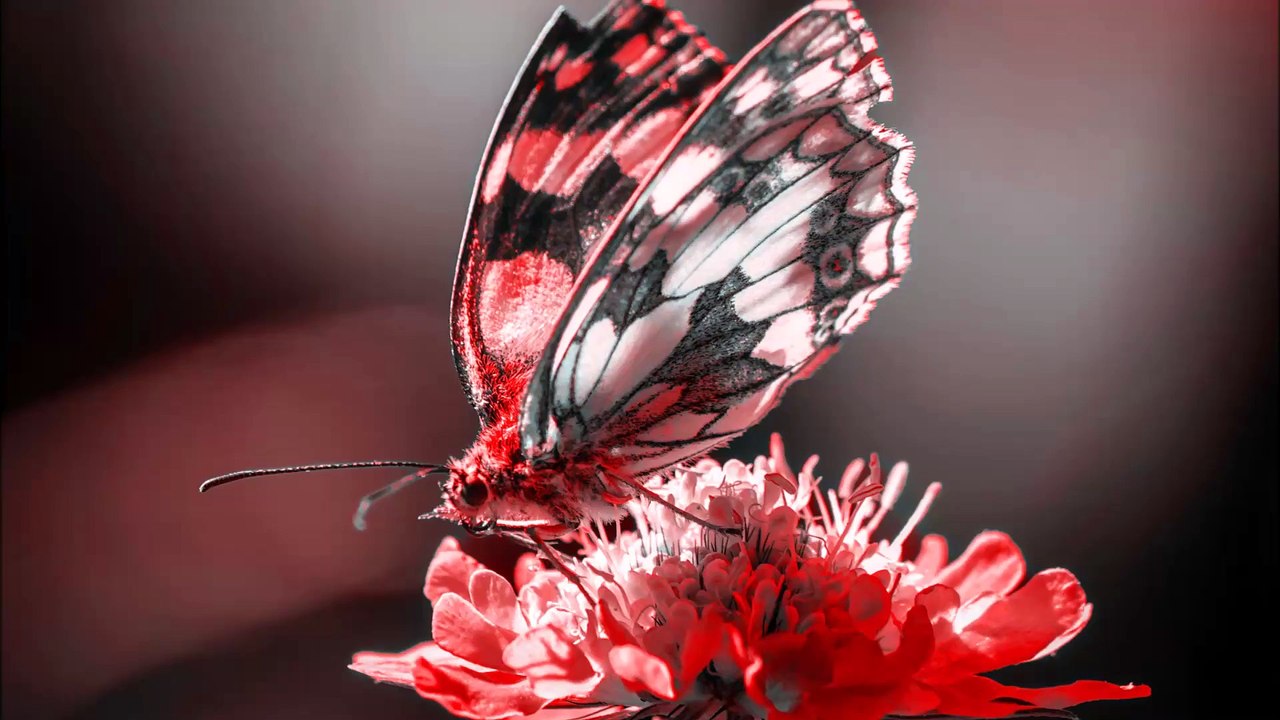 Schmetterling - Full HD - Shorts