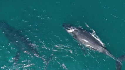 tn7-ballena-con-red-atorada-alerta-a-autoridades-en-guanacaste-181224