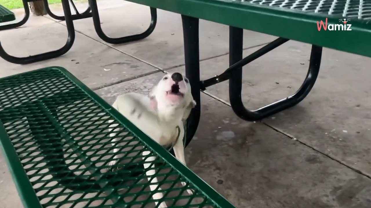 Ils retrouvent un chien attaché à un banc sous une pluie diluvienne : la réaction du toutou les prend de court (vidéo)