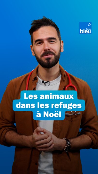 Noël : les animaux dans les refuges, entre solidarité et abandons