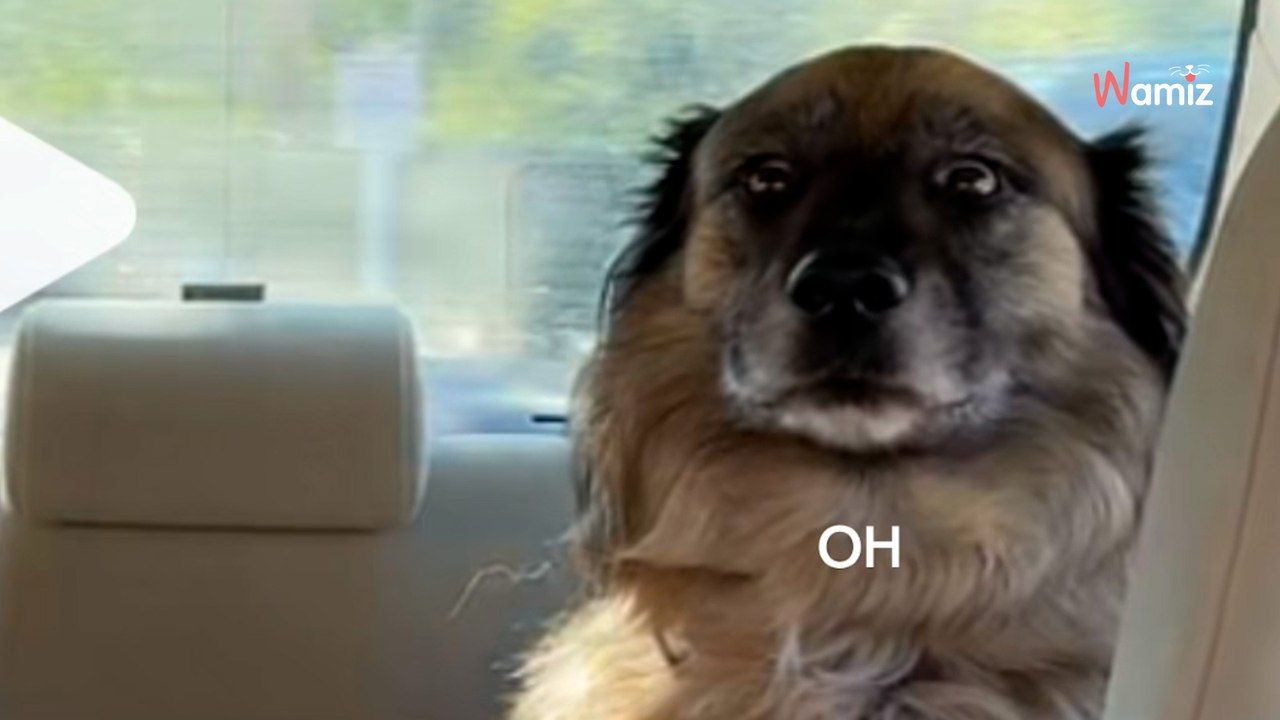 Um ihren Hund zum Tierarzt zu bringen, muss sie tricksen: Millionen Menschen lachen sich schlapp